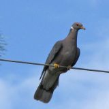 Uncommon and local bird in Northern Utah