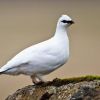 Rock Ptarmigan