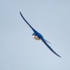Tree Swallow