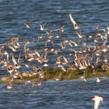 In flight - to the right among Dunlins and Black-bellied plovers - October 15.