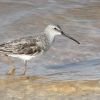 Stilt Sandpiper