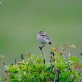 Grasshopper Sparrow