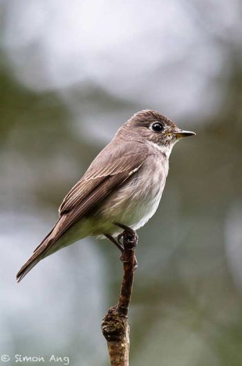 Siberian Flycatcher