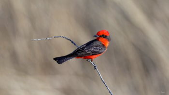 Vermilion Flycatcher