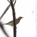 Pechora Pipit