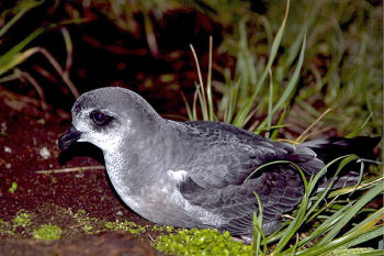 Mottled Petrel