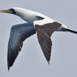 Masked Booby