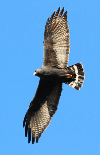 In flight