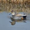 Gadwall