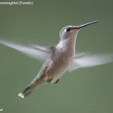 Female Ruby-throated Hummingbird in flight