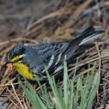 Grace's Warbler