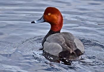 Redhead