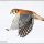 American Kestrel