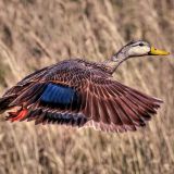 In flight - Loxahatchee National Wildlife Refuge, FL