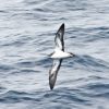 Streaked Shearwater