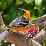 Feeding on jelly - Southern California