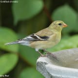 Female American Goldfinch at bird bath