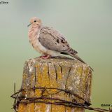 Mourning Dove