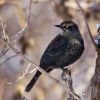 Rusty Blackbird