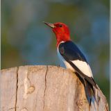 Red-headed Woodpecker