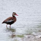 Black-bellied Whistling Duck
