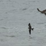Merlin attacking a Leach's Storm-Petrel