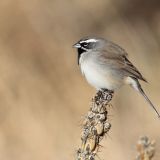 Male - Foothills, Albuquerque, NM, US - November 14, 2011