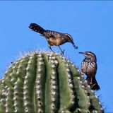 Cactus Wren on a cactus