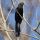 Smooth-billed Ani