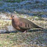 Common Ground-Dove