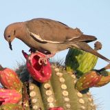 Feeding on Carnegiea fruit on June 21, 2008 in Stockham, Tucson, AZ, US