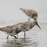 Great Knot