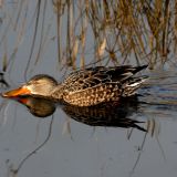 Females skimming