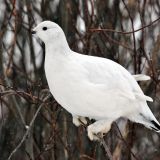 Winter plumage - March 7.