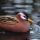 Red Phalarope