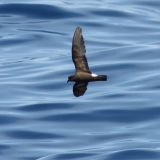 Band-rumped Storm-Petrel