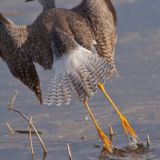 Greater Yellowlegs