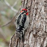 Male - Kohl's Ranch, Tonto National Forest, Gila Co., Arizona