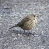 American Pipit