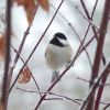 Carolina Chickadee