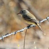 Gray Flycatcher