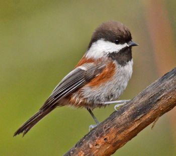 Chestnut-backed Chickadee