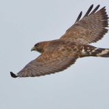 In flight