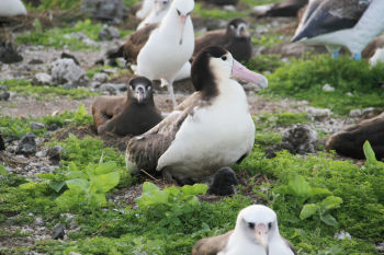 Short-tailed Albatros