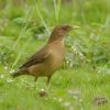 Clay-colored Thrush