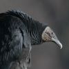 American Black Vulture