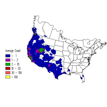 Cinnamon Teal winter distribution map