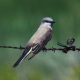 Western Kingbird