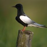 White-winged Tern