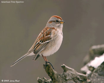 American Tree Sparrow